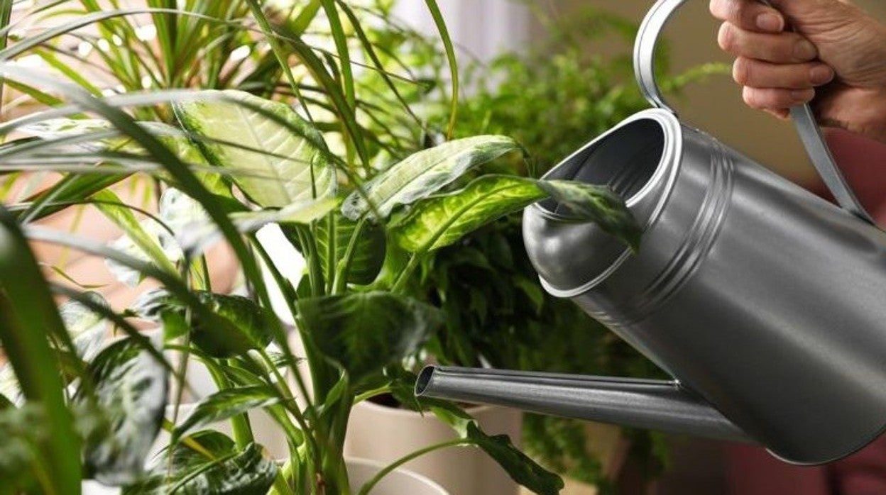 Nueve trucos para regar las plantas sin ahogarlas