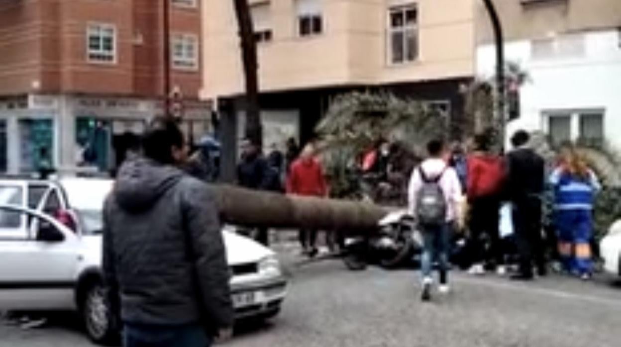 Imagen del siniestro en el momento del rescate tras caer la palmera en Almería