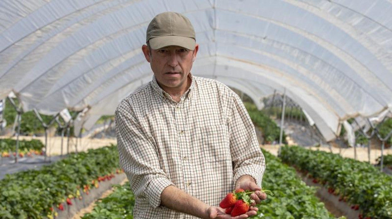 Palomo en su finca de Rociana del Condado con un manojo de fresas