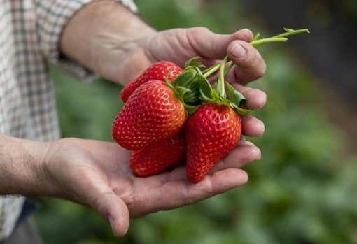 Un primer plano de fresas con un gran tamaño