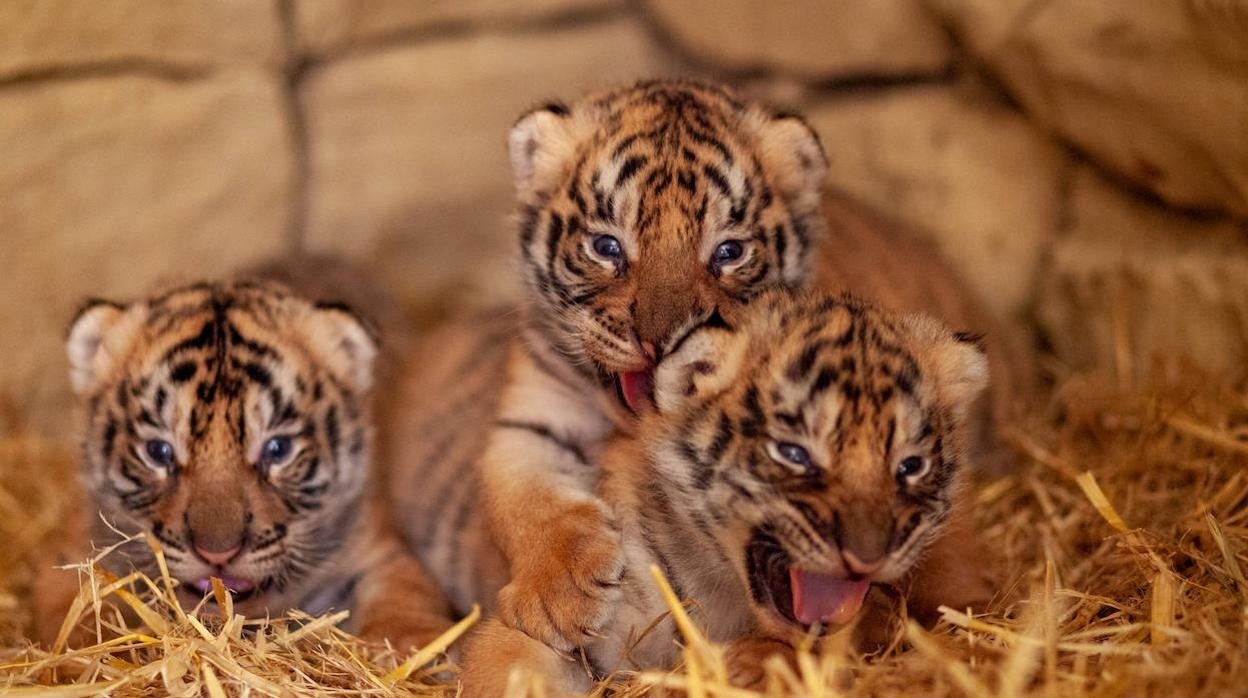 Nacen tres tigres de Bengala en la reserva animal La Pequeña África de