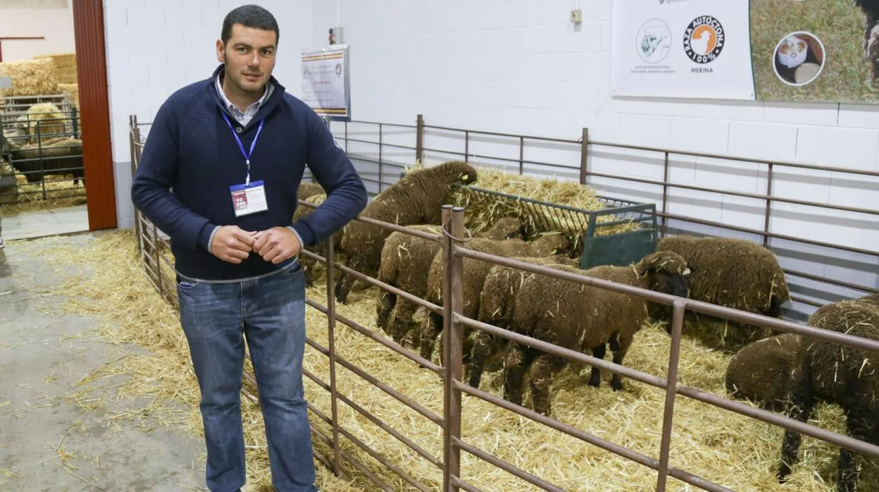 El ovino se desmarca de la caída de precios en la Feria Agroganadera de Los  Pedroches