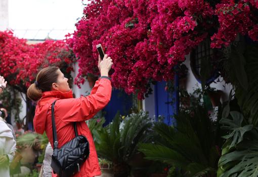 Buganvilla del patio de la calle Marroquíes