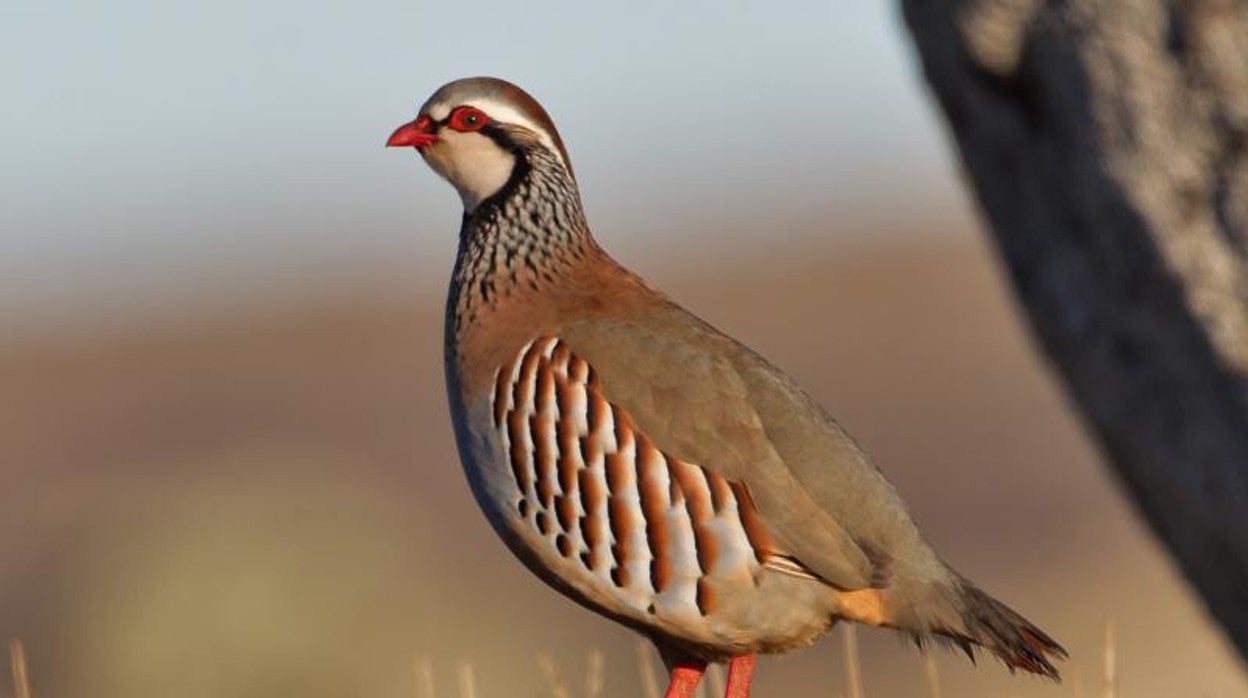 Ejemplar de perdiz roja