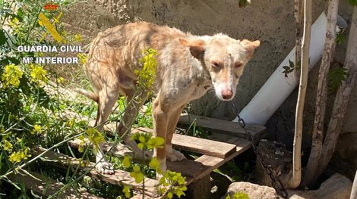 Uno de los perros rescatados en este cortijo de Granada