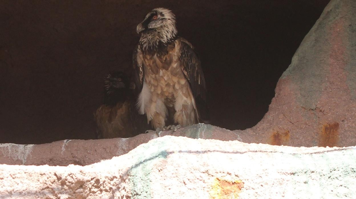 Imagen de un ejemplar de quebrantahuesos en el Zoológico de Córdoba