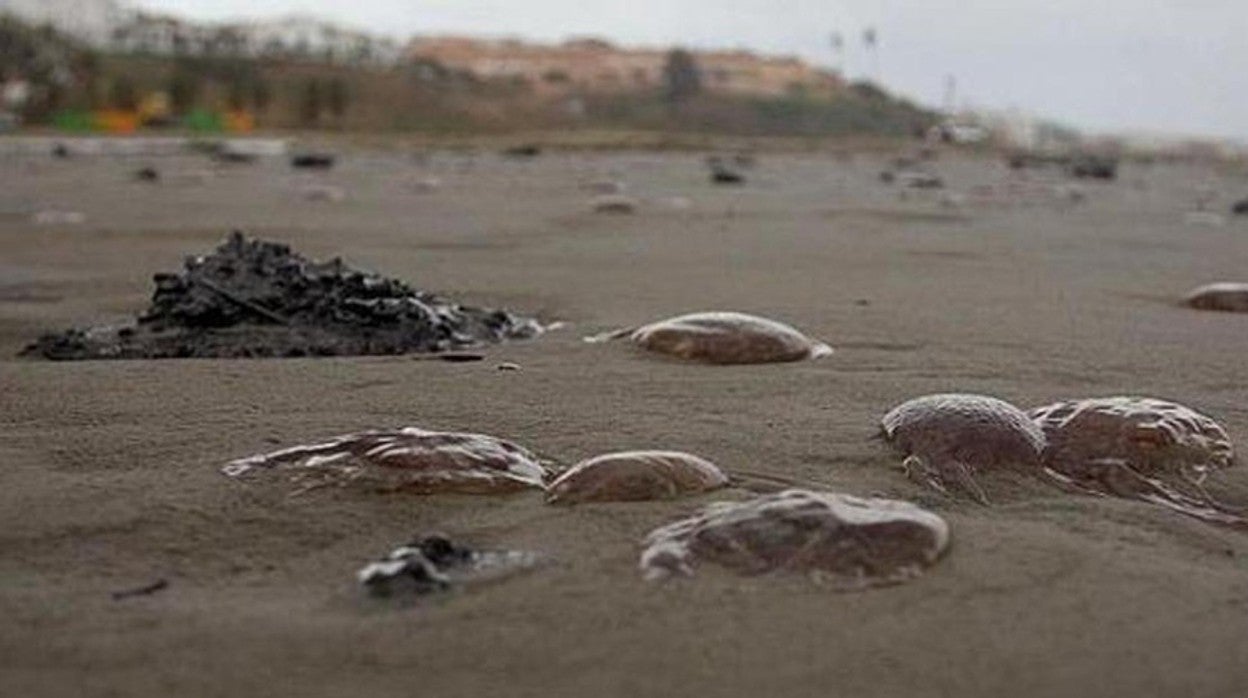 Una de las plagas de medusas de anteriores veranos en la Costa del Sol
