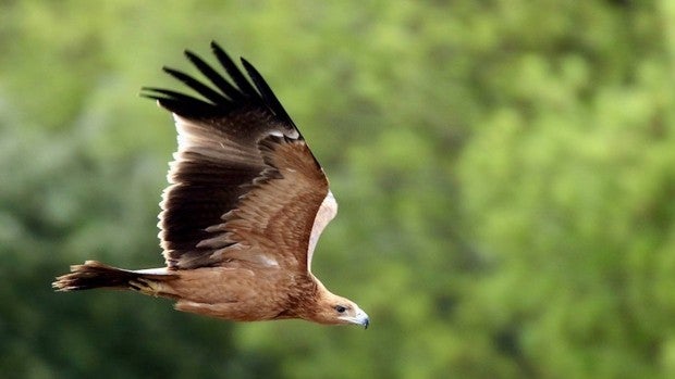 Andalucía registra un récord de pollos de águila imperial ibérica con 166 ejemplares