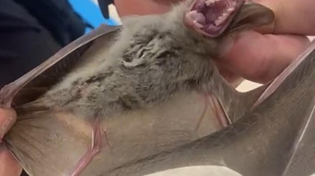 Imágenes del murciélago rescatado en el centro comercial
