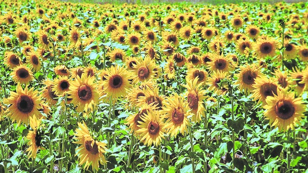La superficie de girasol sube un 34 por ciento en Córdoba por la guerra de Ucrania