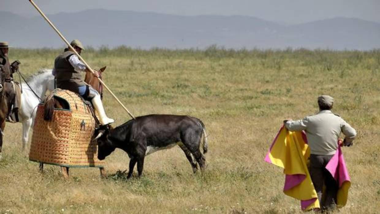 Tentadero a campo abierto celebrado en Los Gallos con motivo del 175 aniversario de Miura