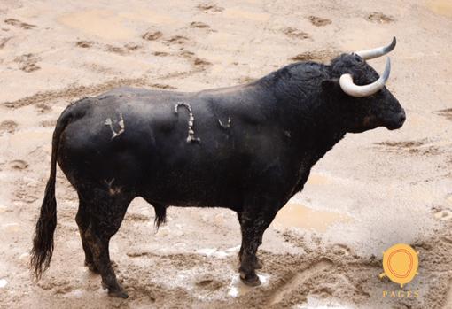 Segundo del lote de Javier Jiménez