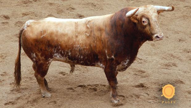 Toro nº 15 «Empresario» con el que abrirá plaza el diestro de Espartinas Javier Jiménez