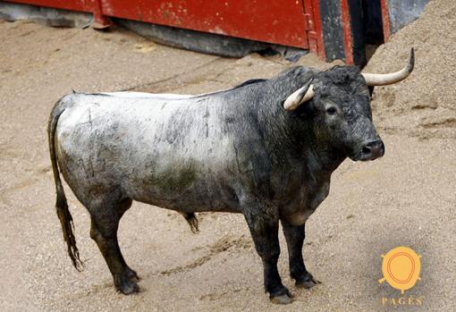 Seis toros de Victorino para Antonio Ferrera, Manuel Escribano y Daniel Luque