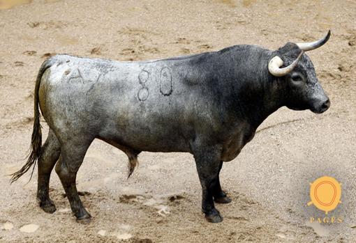 Seis toros de Victorino para Antonio Ferrera, Manuel Escribano y Daniel Luque