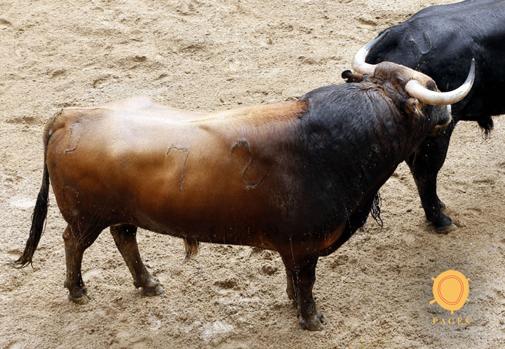 Feria de Abril de Sevilla 2018: éstos son los toros de Garcigrande para Ponce, Juli y Talavante