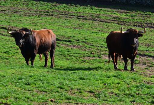 Los toros ya se encuentran en su nueva finca