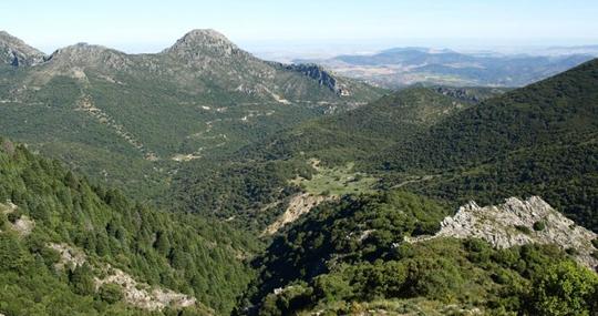 Bosques de pinsapos
