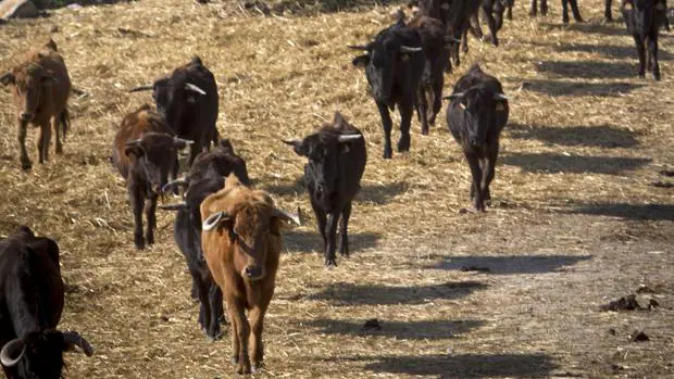 Ganaderías al matadero: esta semana se han sacrificado 200 toros en Sevilla