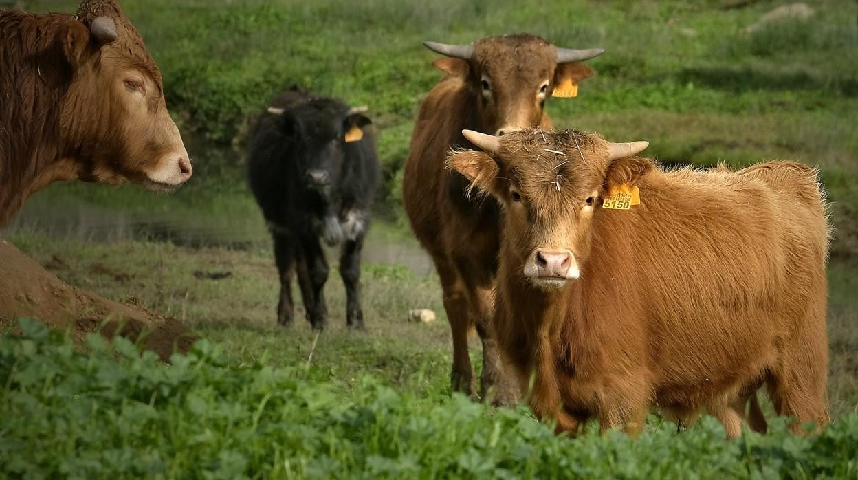 La plataforma estima que el mantenimiento de cada vaca cuesta anualmente 1.135 euros