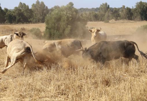 Un grupo de utreros se enzarzan en una pelea en el campo