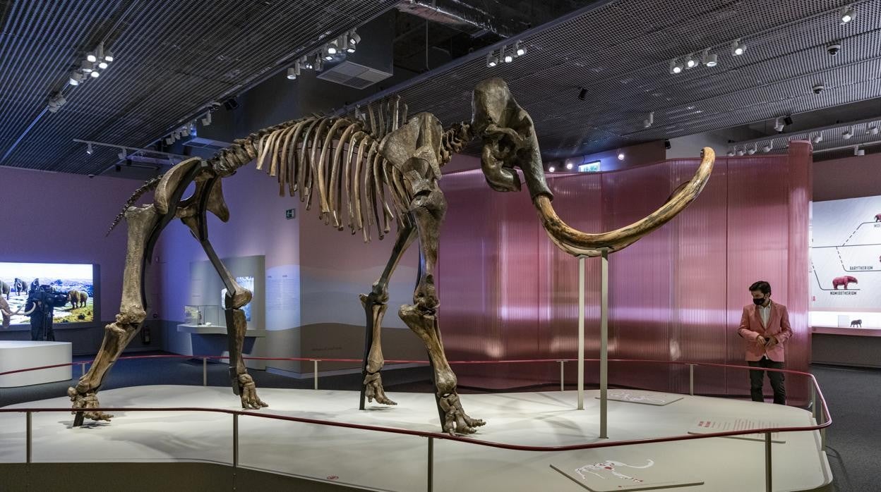 Pieza central de la exposición 'Mamut. El gigante de la Edad de Hielo'