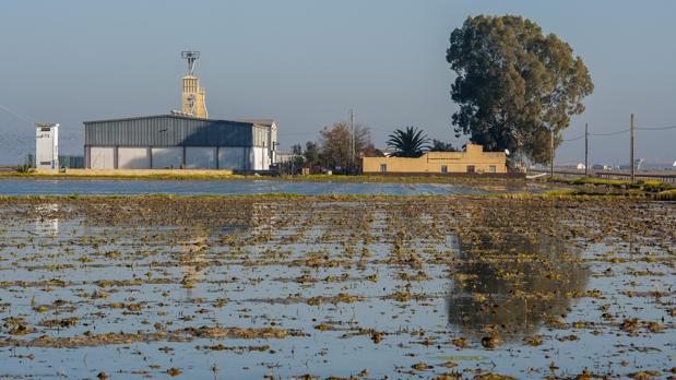 Campos de cultivo de arroz inundados en Isla Mayor