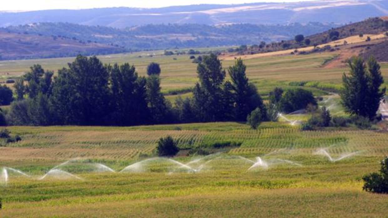 Casi todos los cultivos se verán beneficiados por las lluvias caídas