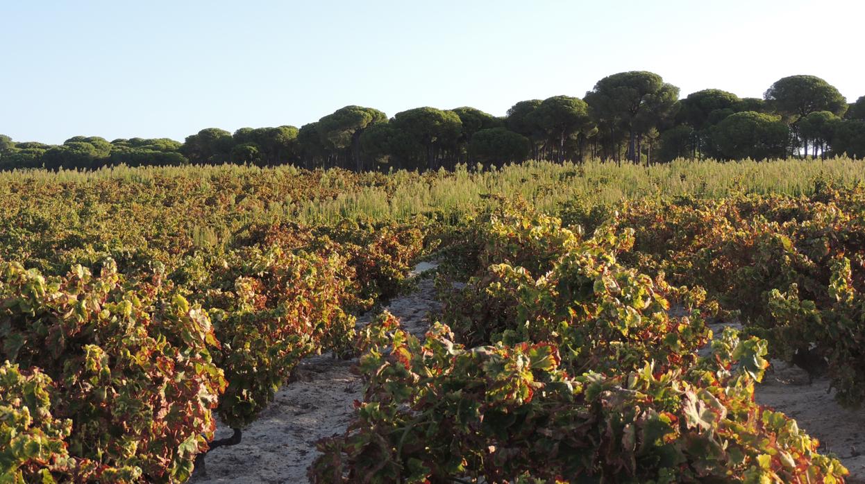 Viñedos de OnuCoop en el entorno de Doñana