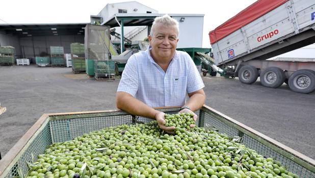 Javier Rodríguez, de Olivaida: «Hemos roto con el mercado anclado al sabor tradicional de la aceituna»