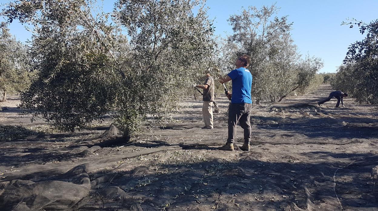 Agricultores varean olivos para conseguir el fruto de la aceituna