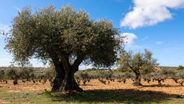 El TUE confirma que España debe devolver parte de las ayudas agrícolas a Andalucía entre 2009 y 2010