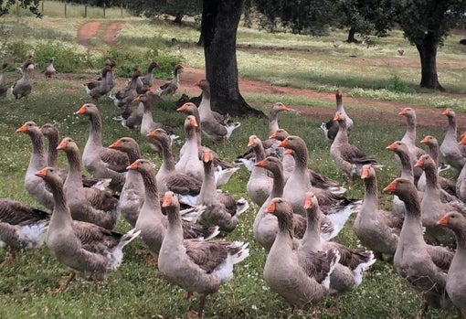 Ocas en libertad en la finca de Posadilla