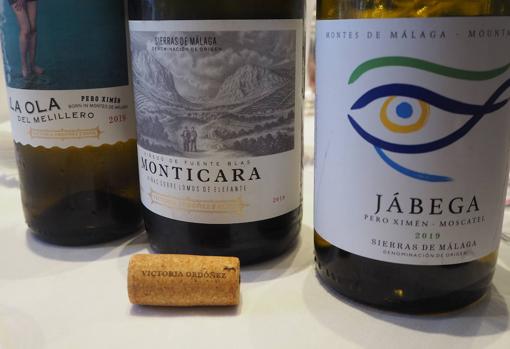 Victoria Ordóñez recupera los históricos vinos blancos secos malagueños de variedad Pero Ximén