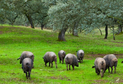 Cómo conservar el jamón ibérico