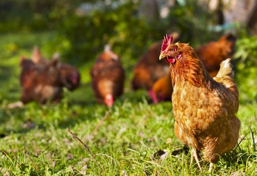 5 trucos sorprendentes de cocina con huevos