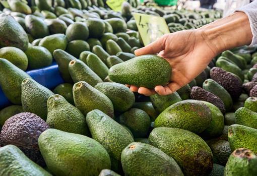 Tocar el aguacate es la mejor forma de comprobar si está maduro