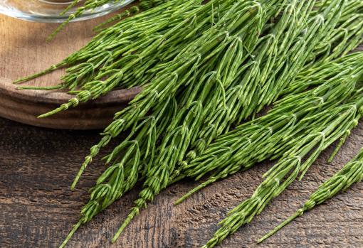 La cola de caballo es considerada una planta medicinal