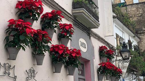 Diez tabernas de Córdoba donde comer bien y a buen precio durante el puente