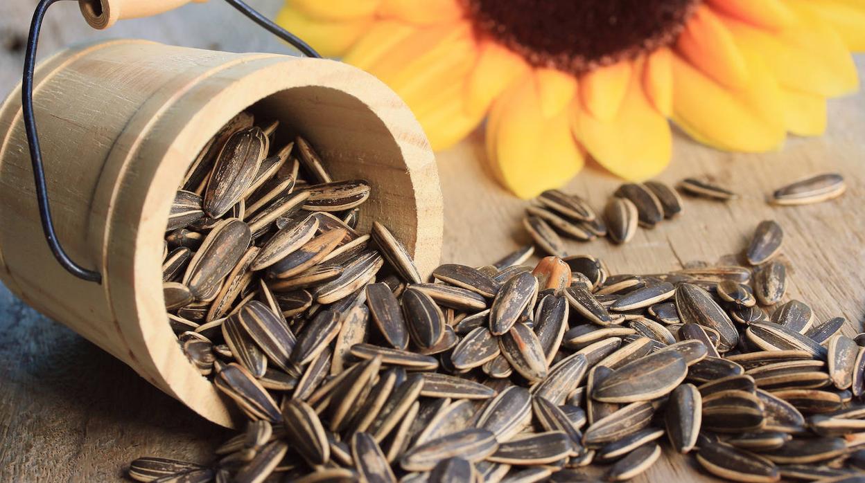 Pipas de girasol