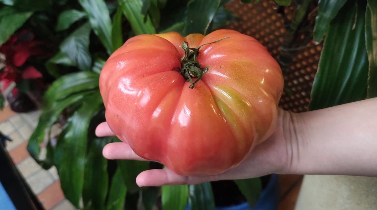 Tomate Corazón de Buey, de Taberna La Viuda