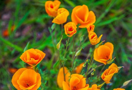 Esta planta florece de mayo a octubre