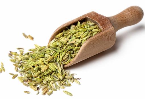 Semillas de hijono para hacer infusiones