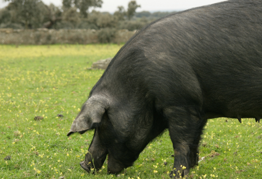 Ibéricos de lujo en el Valle de Los Pedroches