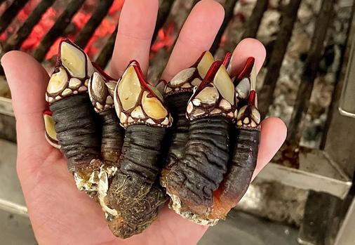 Percebes del restaurante Cañabota