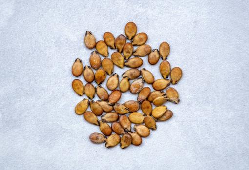 Las semillas de sandía deben estar secas para hacer la infusión