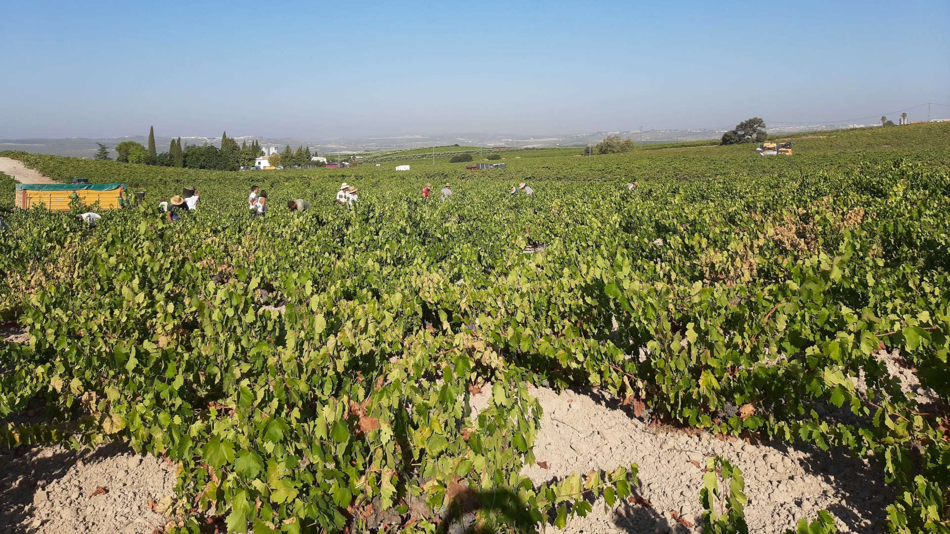 ¿Cómo son los vinos blancos jóvenes de Pérez-Barquero?