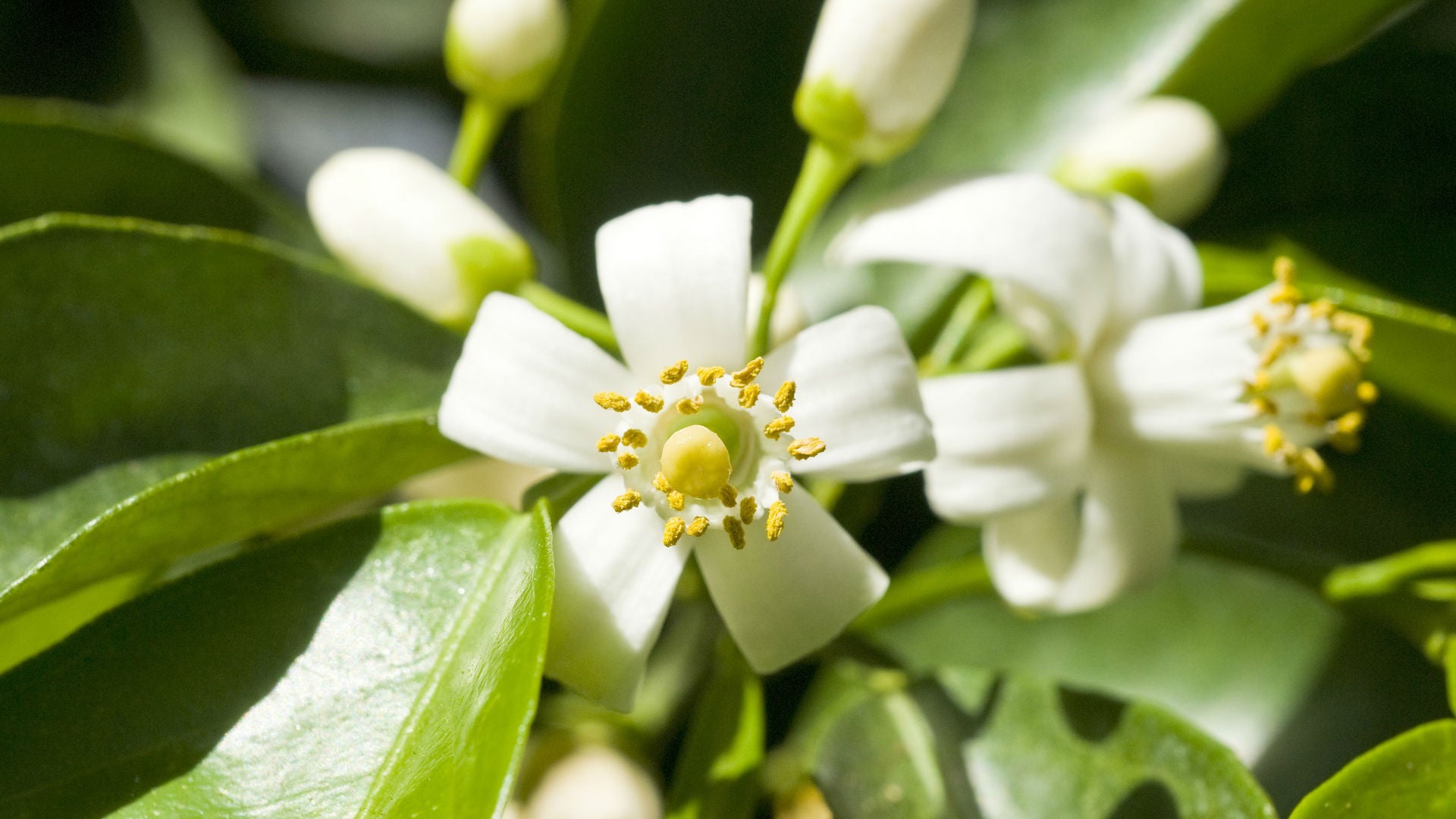 La flor de Azahar también llega a la mesa