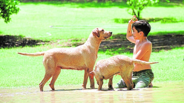 Córdoba tiene un 46,5 por ciento más de perros que de menores de 14 años