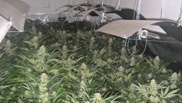 Una de las naves de Lora de Estepa donde se cultuivaba la droga